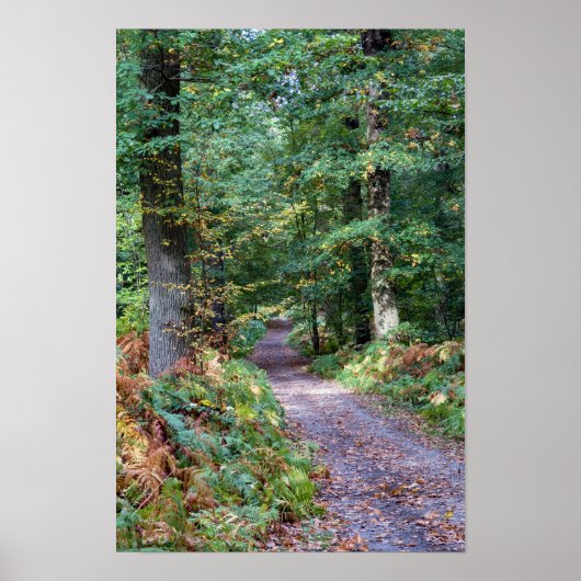 Pad in het herfstbos, Saint Germain-bos Poster (Voorkant)