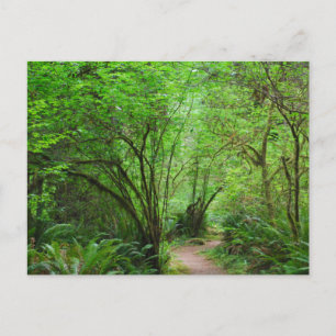Pad in het Reuzenbomenbos Briefkaart