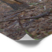 Pad met bomen poster (Hoek)
