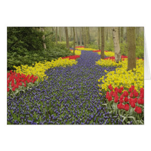 Pad van druifhyacint, narcissen en