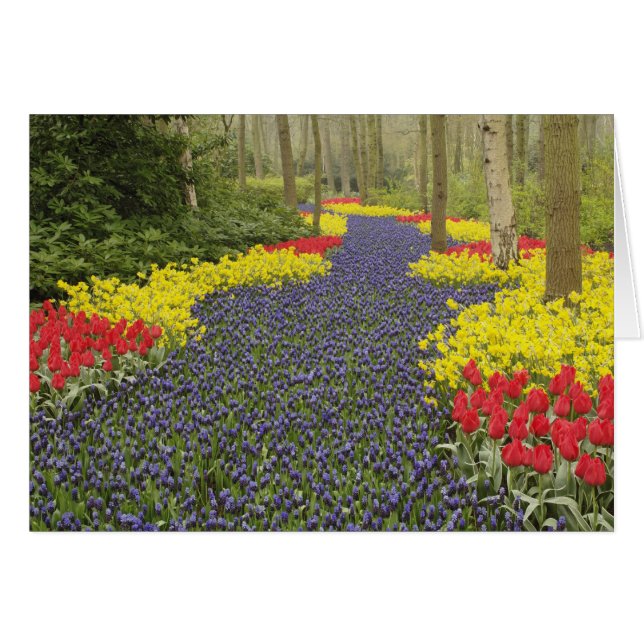 Pad van druifhyacint, narcissen en (Voorkant Horizontaal)