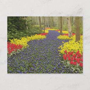 Pad van druifhyacint, narcissen en briefkaart