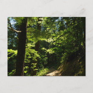 Pad van Silver Falls Briefkaart