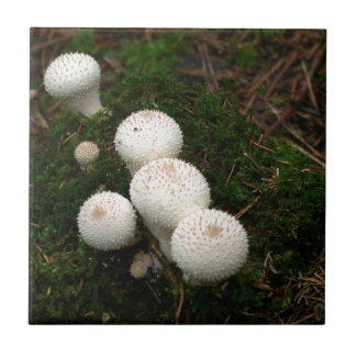 Paddenpaddenstoelen van de soort Lycoperdon Tegeltje