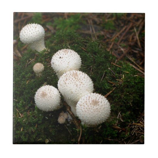 Paddenpaddenstoelen van de soort Lycoperdon Tegeltje (Voorkant)