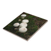 Paddenpaddenstoelen van de soort Lycoperdon Tegeltje (Zijkant)