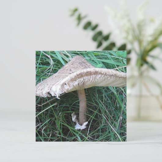  paddenstoel (Staand voorkant)