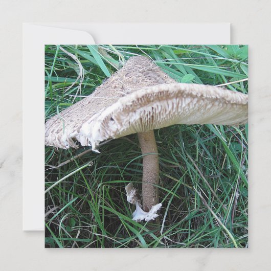  paddenstoel (Voorkant)