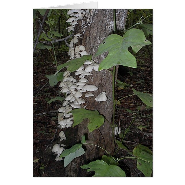 paddenstoel4 (Voorkant)