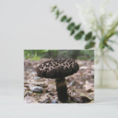 paddenstoel 146 ~ briefkaart (Staand voorkant)