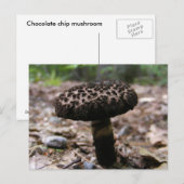 paddenstoel 146 ~ briefkaart (Voorkant / Achterkant)