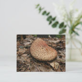 paddenstoel 149 ~ briefkaart (Staand voorkant)