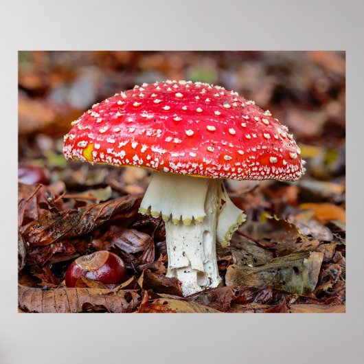Paddenstoel Agaric of Fly Amanita Muscaria Poster (Voorkant)