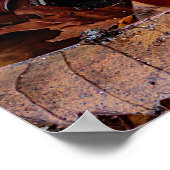 Paddenstoel Agaric of Fly Amanita Muscaria Poster (Hoek)