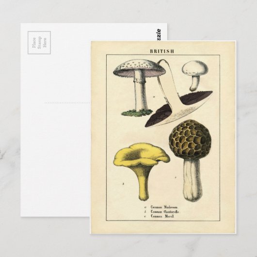  paddenstoel Botanische afdrukken Briefkaart (Voorkant / Achterkant)