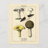  paddenstoel Botanische afdrukken Briefkaart (Voorkant)
