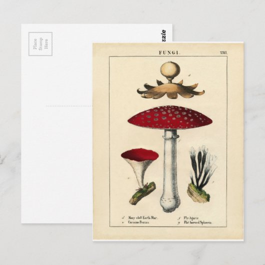  paddenstoel Botanische afdrukken Briefkaart (Voorkant / Achterkant)