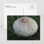 paddenstoel briefkaart (Voorkant / Achterkant)