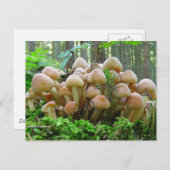 paddenstoel briefkaart (Voorkant / Achterkant)