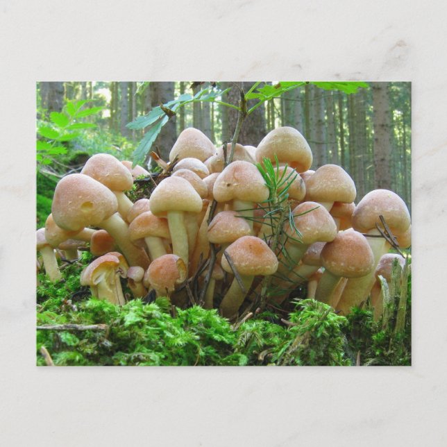 paddenstoel briefkaart (Voorkant)