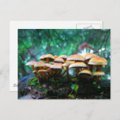 paddenstoel briefkaart (Voorkant / Achterkant)