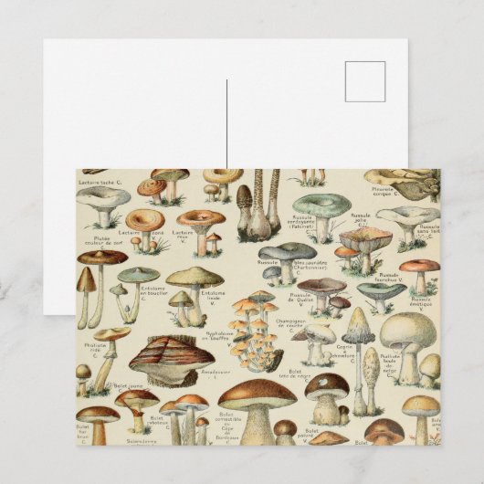 paddenstoel briefkaart (Voorkant / Achterkant)