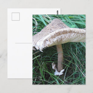 paddenstoel briefkaart