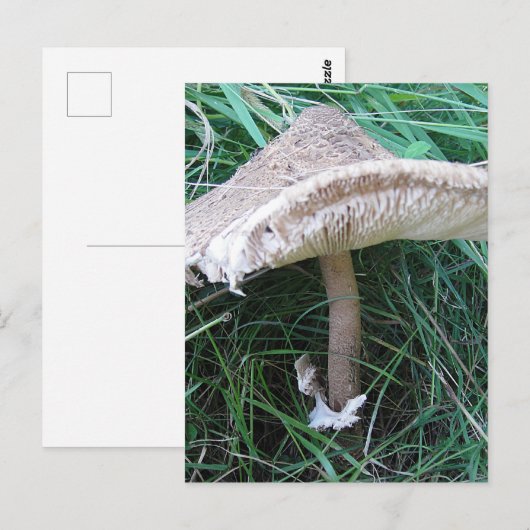 paddenstoel briefkaart (Voorkant / Achterkant)