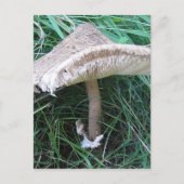 paddenstoel briefkaart (Voorkant)