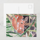 paddenstoel briefkaart (Voorkant / Achterkant)