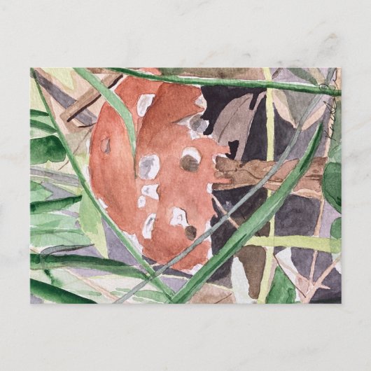 paddenstoel briefkaart (Voorkant)