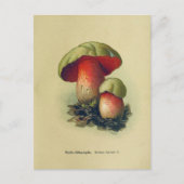  paddenstoel Briefkaart | Botanische illustratie (Voorkant)
