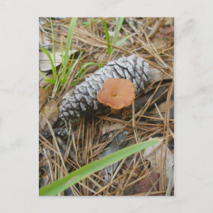 Paddenstoel en Pinecone OBX-Briefkaart Briefkaart