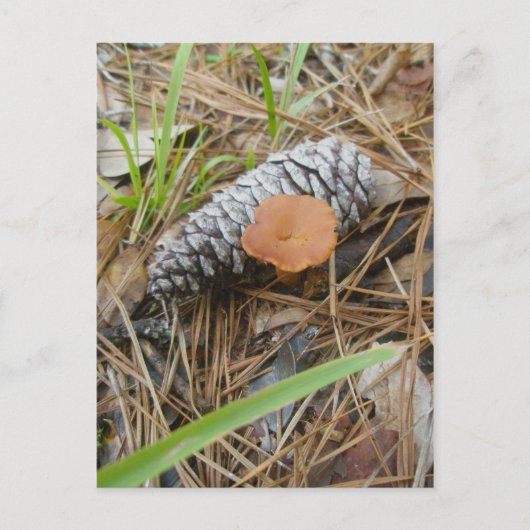 Paddenstoel en Pinecone OBX-Briefkaart Briefkaart (Voorkant)