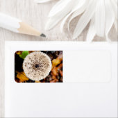 paddenstoel etiket (Insitu)