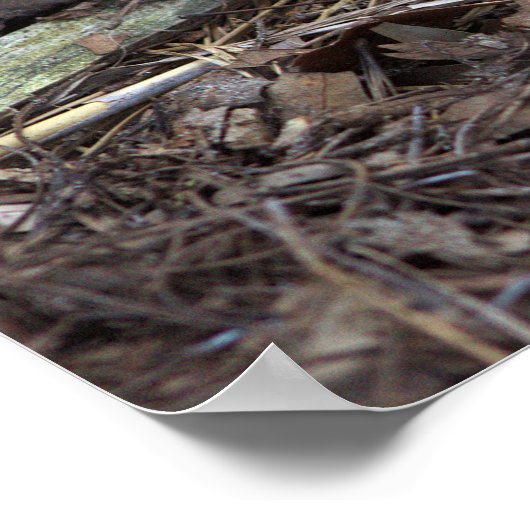 Paddenstoel Foto Poster (Hoek)