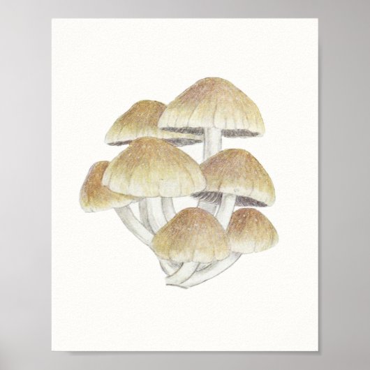 paddenstoel Fungus Fungi Poster (Voorkant)