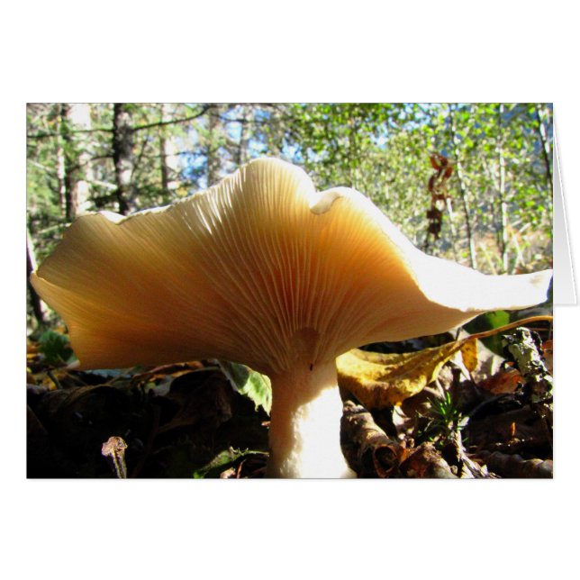 Paddenstoel geniet van de zon (Voorkant Horizontaal)