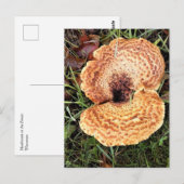 Paddenstoel in het bos briefkaart (Voorkant / Achterkant)