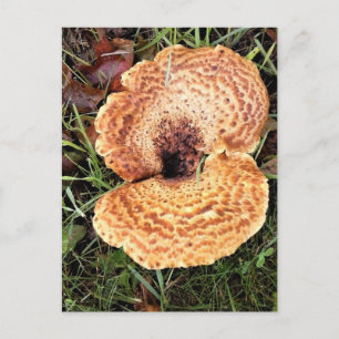 Paddenstoel in het bos briefkaart