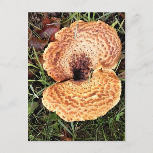 Paddenstoel in het bos briefkaart (Voorkant)