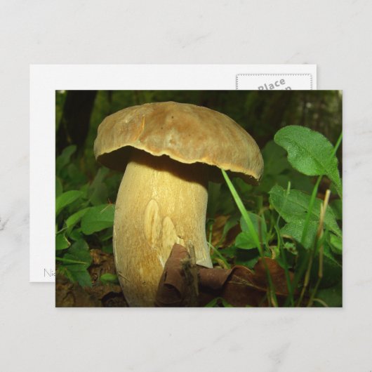 Paddenstoel in het bos dicht briefkaart (Voorkant / Achterkant)