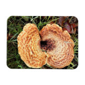 Paddenstoel in het bos magneet (Horizontaal)