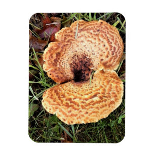 Paddenstoel in het bos magneet