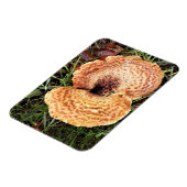 Paddenstoel in het bos magneet (Linkerzijde)