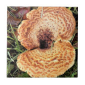 Paddenstoel in het bos tegeltje (Voorkant)