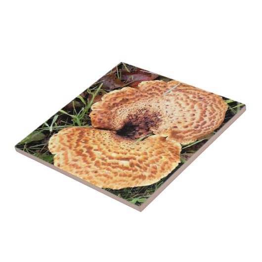 Paddenstoel in het bos tegeltje (Zijkant)