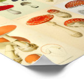 Paddenstoel kleurenafdrukken poster (Hoek)