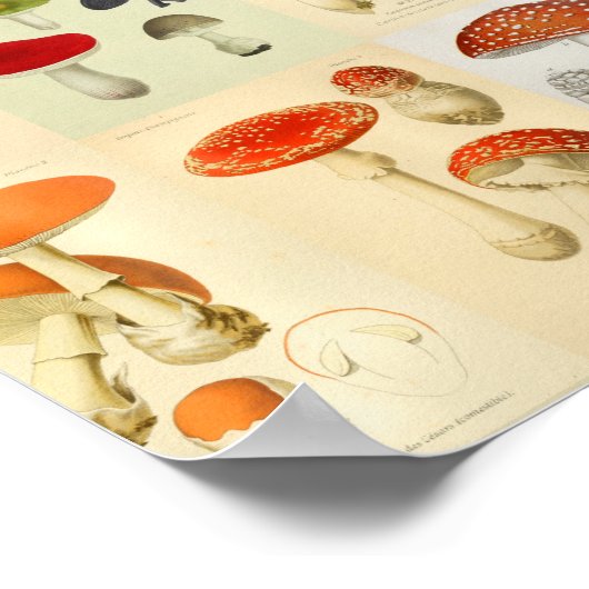 Paddenstoel  kleurenafdrukken poster (Hoek)