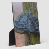 Paddenstoel op een boomstam in het bos fotoplaat (Zijkant)